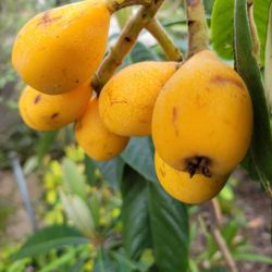 Loquat   Tree