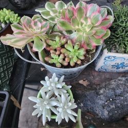 TODAY. PLANT SALE IN SAN LORENZO. SUNDAY. 1230 TO 430  