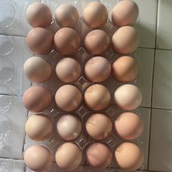 Fresh Eggs
