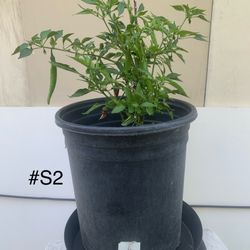 S2- Er Jing Tiao Chili Pepper Plant 二荊條辣椒樹
