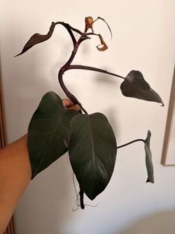 Pink Princess Philodendron