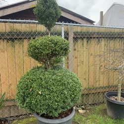5-6Topiary  boxwood  plant