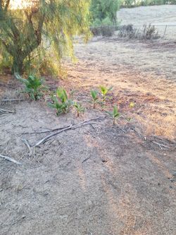 Palm Trees for Free!