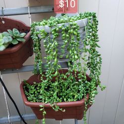 String Of Pearls Succulents