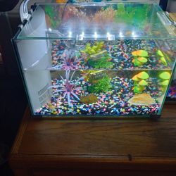 5 Gallon Beta Tank