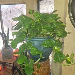 Large Gorgeous Pothos In 15in Wide Pot