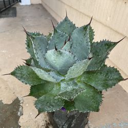 Agave Potatorum  Zucc 