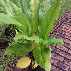Ornamental (?) Ginger Plants - Small To Medium Size