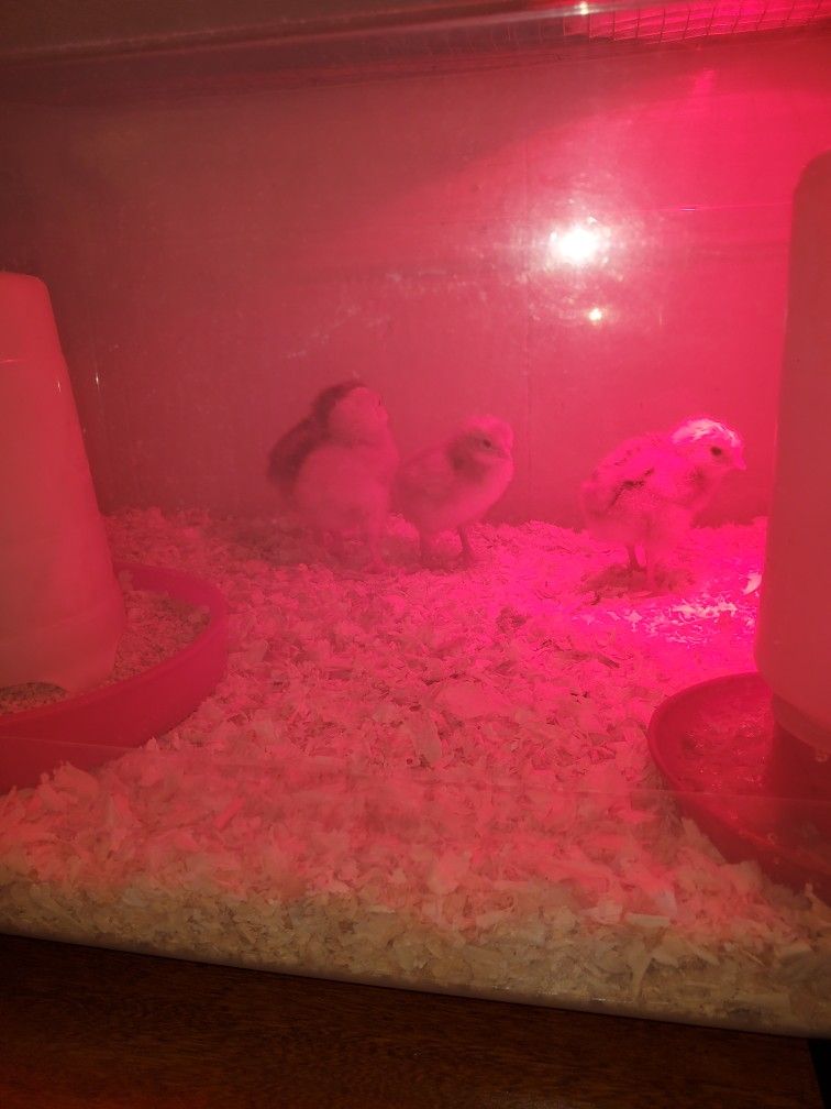 Fresh Eggs And Chick's
