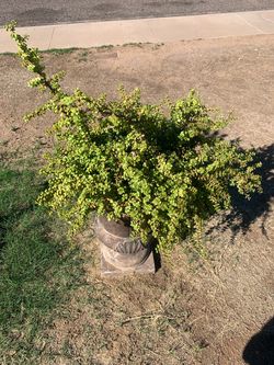 Extra Large Mega Large Jade Plant Elephant Food in Planter