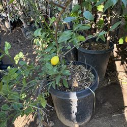 Lemon tree