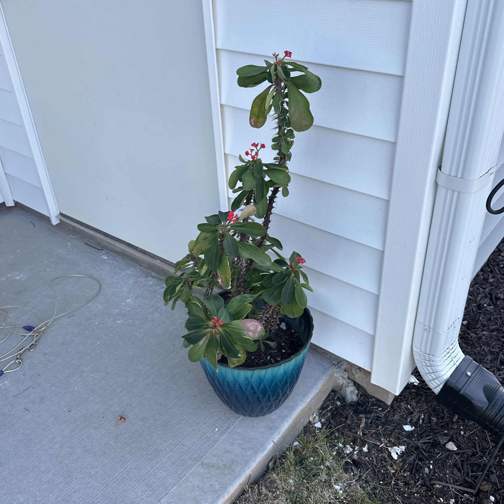 Cactus Potted Plant