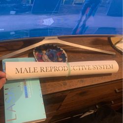 full anatomy posters 