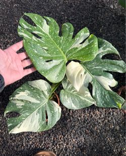 Variegated Monstera Thai Constellation Plant - $28ea