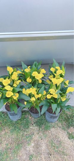Cala Lily 🪴 $10 each