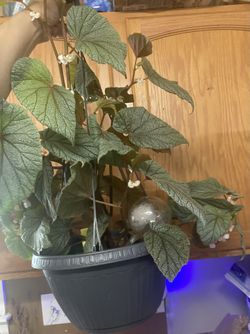 Large Begonia