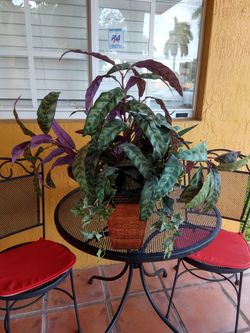 Planta artificial decorative $1o