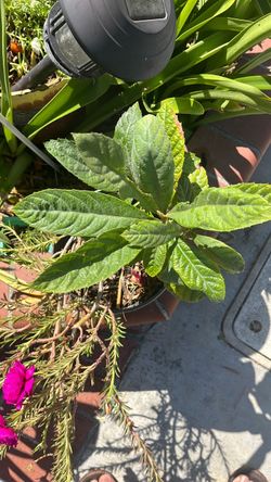 3 Golden Clusters ( Lookath  or Lo quath plants in the pot