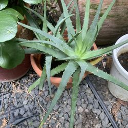 Aloe Vera Plant