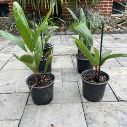 Needle Palm