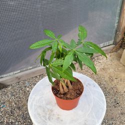 Money Plant 6" Pot
