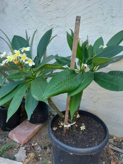 Big Plumeria plants