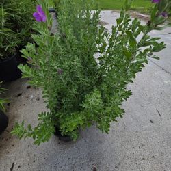 Texas Sage Purple 1gallon 