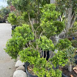 Japanese boxwood topiary bonsai 