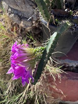 Cactus cuttings