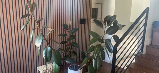 Very large ficus elastica rubber tree (3.5-4 ft)