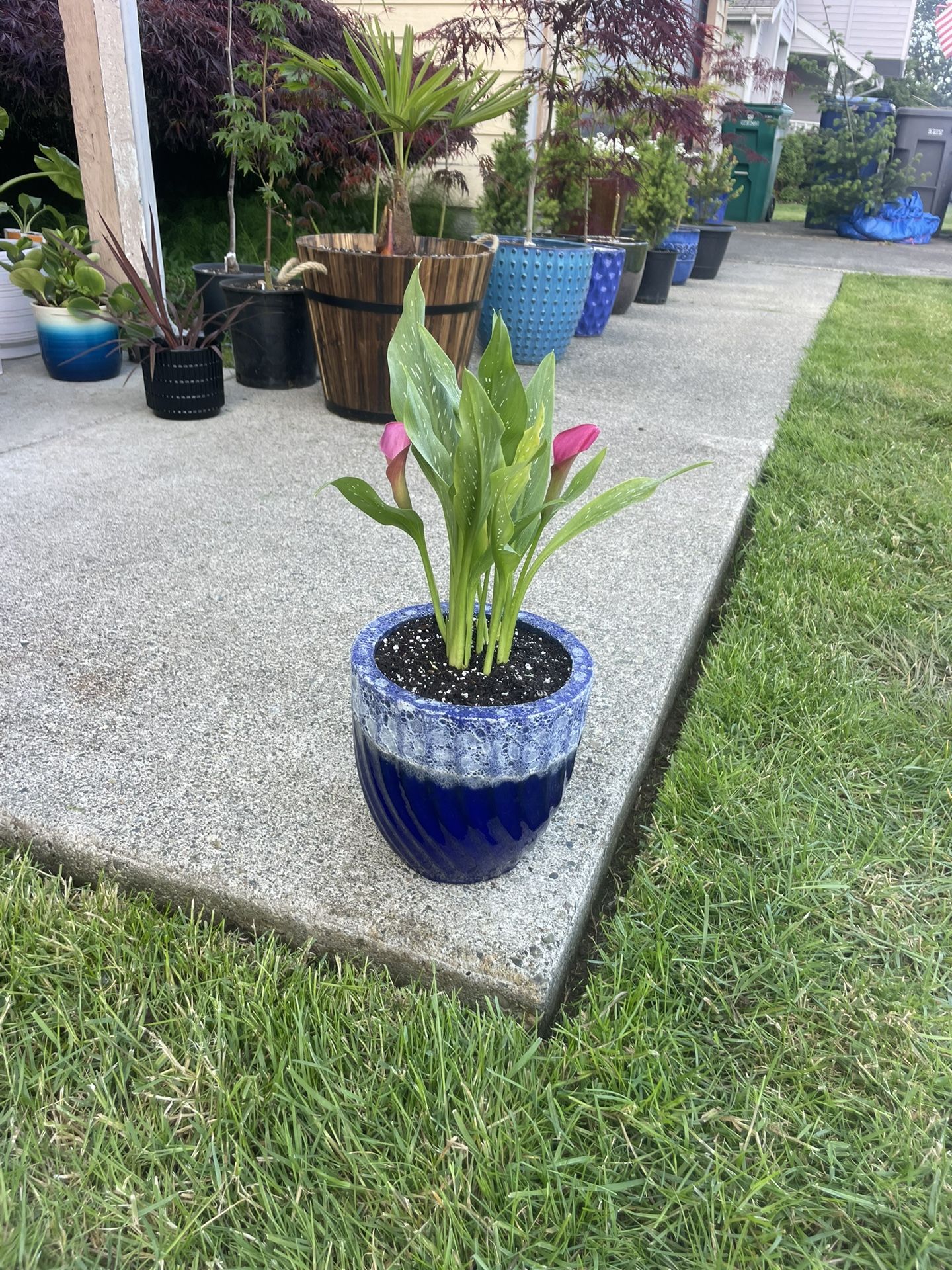 Beautiful Calla Lilies In Gorgeous, Heavy Duty, Frost Resistant Ceramic Planter