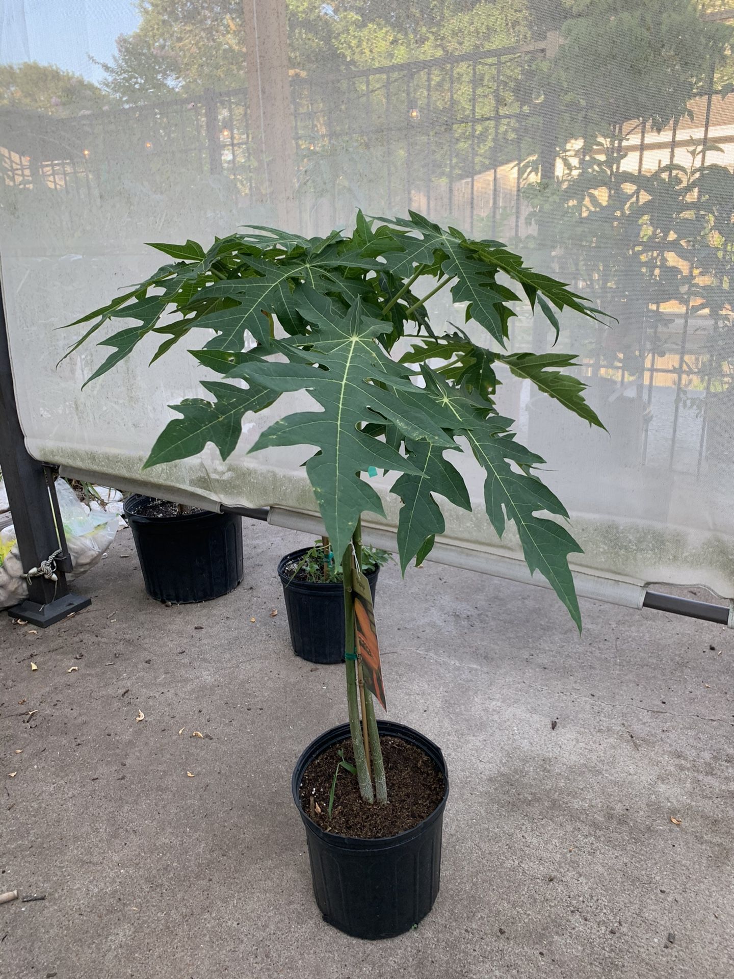 Papaya Tree - Dwarf!