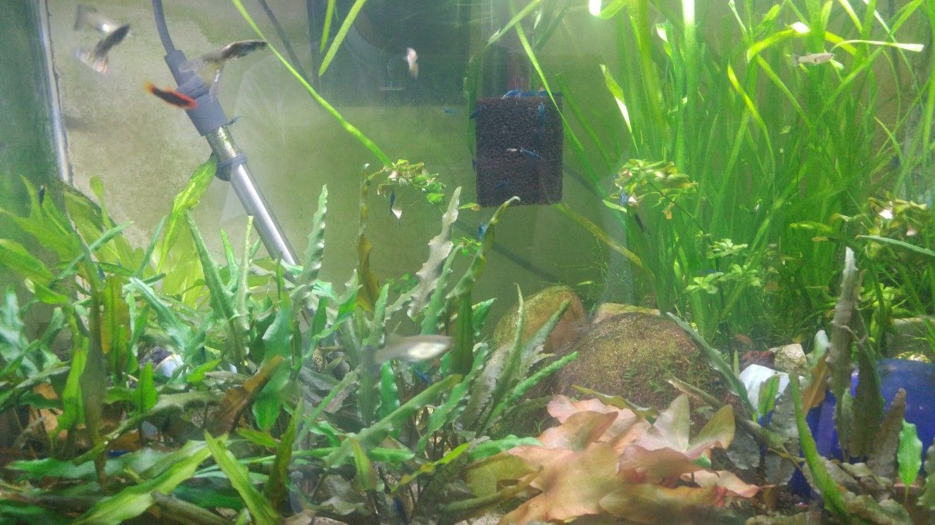 Aquarium Plants for Sale in Lemon Grove, CA OfferUp