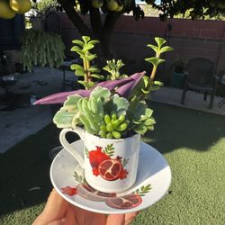 Very Beautiful Succulent In A Coffee ☕️ Cup , Each $5