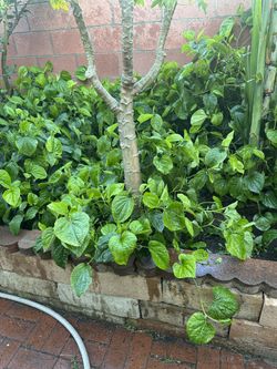 Wild Betel Leaves (La Lop) For Sale