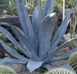 Large Agave/ Maguey / Blue Agave 