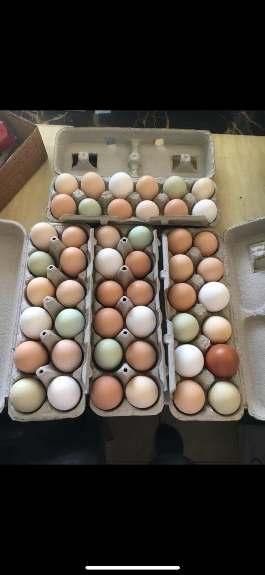 Backyard Eggs