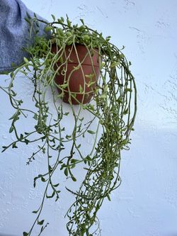String Of Dolphin 🐬 In 6”pot