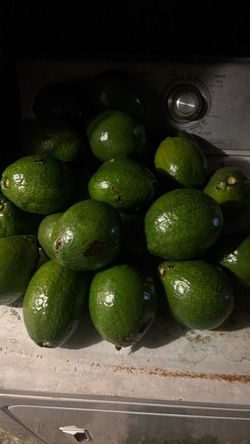 Fresh Green Avocados