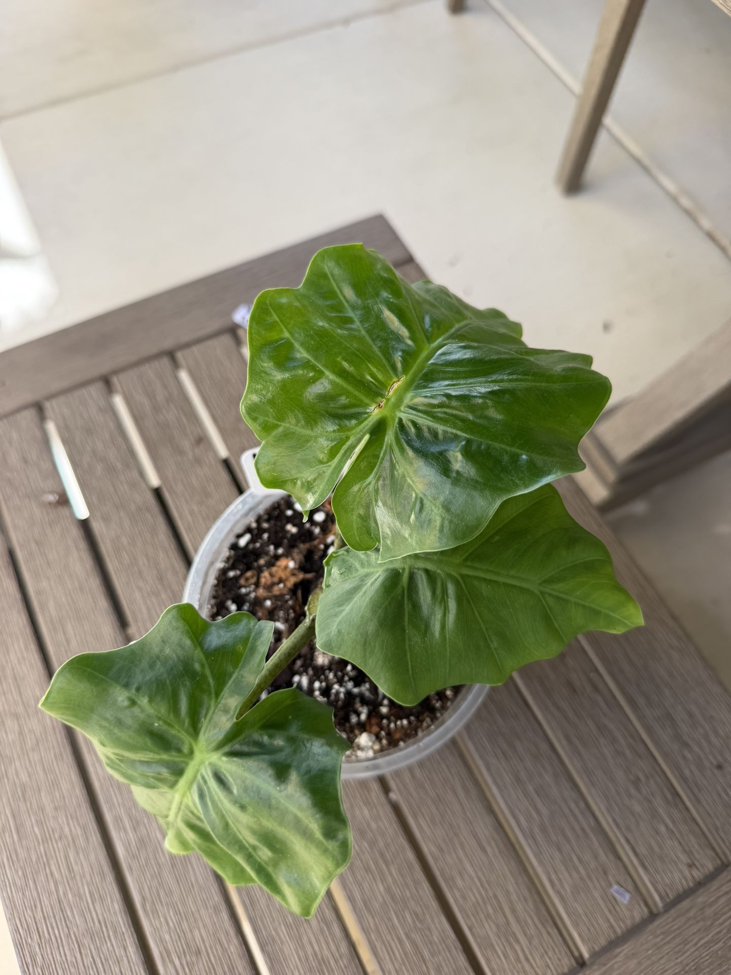 Alocasia (Lowrider)