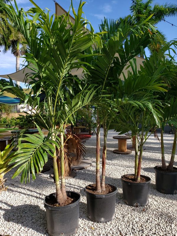 Palm tree adonidia 15 gal for Sale in Miami, FL OfferUp