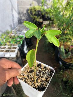 4in Red Roselle Jamaica/hibiscus plant