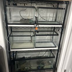 Fish Breeding Setup -5 Fish Tanks