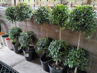 Topiaries