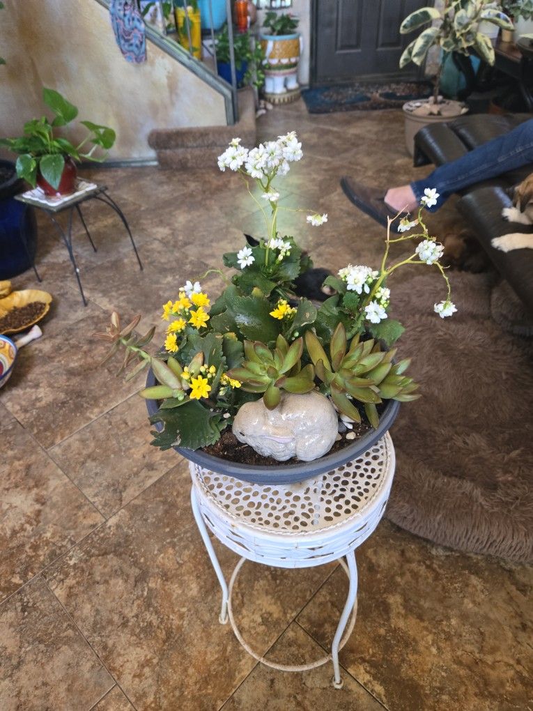 12in Succulent Pot With Four Blooming Kalonchoe Plants With Succulents And Ceramic Rabbit
