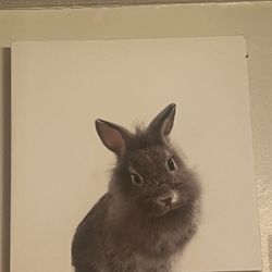 Baby Animal Canvas For Nursery Room