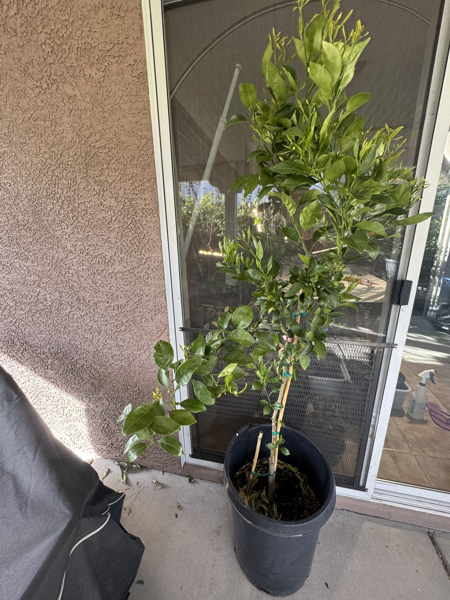 Shiranui Dekopon Sumo Mandarin Tree 不知火丑柑