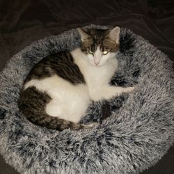 Plush Soft Cat Or Dog Bed