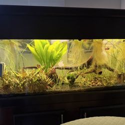 55 Gal Complete Aquarium 