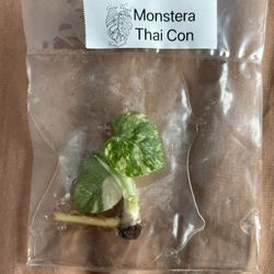 Monstera Thai Con. Tissue Culture 